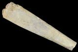 Partial, Fossil Xenacanthid Shark Dorsal Spine - Texas #164657-1